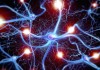 Novel Molecules Cause Neuronal Structures Associated with Memory to Sprout