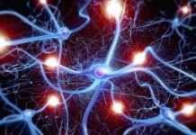 Novel Molecules Cause Neuronal Structures Associated with Memory to Sprout
