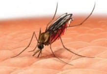 Finding a New Route of Access to the Heart of the Malaria Parasite