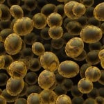 Yeast Modified to Thrive on Novel Nutrients MSc JRF Position Vacant @ IIT Guwahati