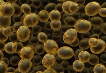 Yeast Modified to Thrive on Novel Nutrients MSc JRF Position Vacant @ IIT Guwahati