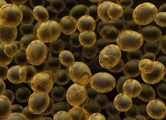 Yeast Modified to Thrive on Novel Nutrients MSc JRF Position Vacant @ IIT Guwahati