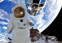 Chinese Scientists Successfully Develop Mouse Embryos ….. In Space!