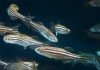 Reawakening our DNA : Researchers discover ‘Tissue Regeneration enhancer elements’ in Zebrafish