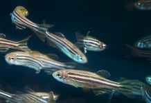 Reawakening our DNA : Researchers discover ‘Tissue Regeneration enhancer elements’ in Zebrafish