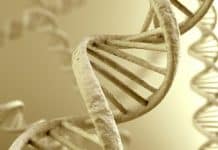 The Loch Ness Monster of the Human Genome – An Ancient Retrovirus Sequence Found in DNA