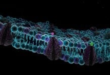 Cell Membrane Mystery solved with New Fluorescent Probes