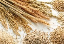 Govt Job @ APEDA (Ministry of Commerce and Industry) | Earn Upto Rs 46,000/- pm