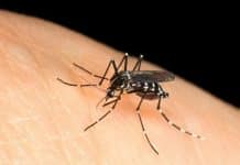 Researchers Find the Zika Virus has ‘Changed Significantly’ Since 1947