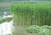 Govt Job : Indian Jute Industries Research Association Hiring Multiple Research Associates with Rs 30,000/- pm Salary