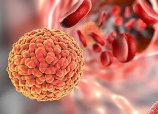 Microbiome Could Help Predict Cancer-Related Blood Infections