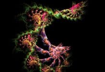 Force Distribution in a Semiflexible Loop – The Wiggly Contrarian Dance of DNA