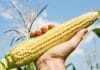 After years of wait China ease on New GM crops