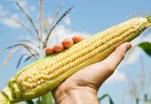 After years of wait China ease on New GM crops