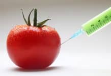 How CRISPR Technology May Create a Way Out of GMO Food Regulations