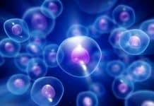 Scientists Find Unique Regulatory Pattern that Promotes Essential Cell Function