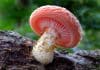 CRISPR-Edited Mushroom Free from USDA Regulations