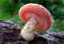 CRISPR-Edited Mushroom Free from USDA Regulations