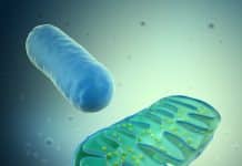 Stem Cell Therapies Could be Undermined by Flawed Mitochondrial DNA