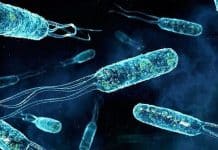 A Researcher’s Guide on How to Train Your Bacteria