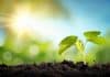 New Study Shows how to make Ammonia Fertilizer can be made from Sunlight