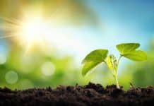 New Study Shows how to make Ammonia Fertilizer can be made from Sunlight