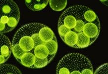 Living Cells Receive Microfluidic Chip With Digitized Information