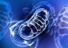 Human-on-a-Chip Technology Allows Unparalleled Insight into Cell Function Dynamics