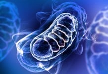 Human-on-a-Chip Technology Allows Unparalleled Insight into Cell Function Dynamics