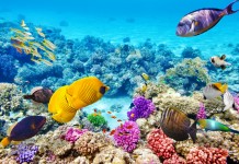 New Study Finds El Nino can have Huge Impact on Marine Food Chain