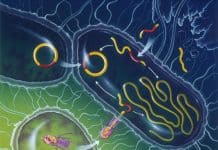 Importance of Asymmetry in Bacteria- Study Yields New Target to Fight Antibiotic Resistance Study Yields New Target to Fight Antibiotic Resistance