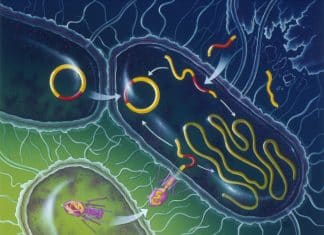 Study Yields New Target to Fight Antibiotic Resistance