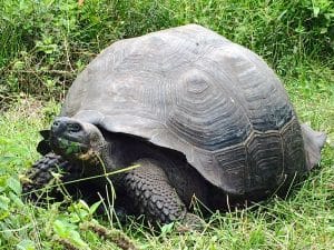 01_Tortoise