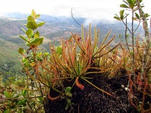 02_Carnivoros plant