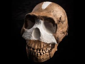 03_Hominin