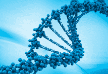 Detailed images of DNA transcription Unveiled