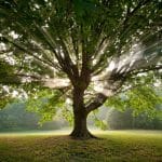 Nitrogen Fixation : Not only Roots, Branches can do it too