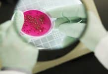 Scientists develop Novel rapid test for Bacterial Infections