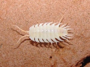 04_isopod