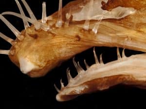5_Angler fish