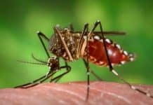 World on the Brink of Yellow Fever Outbreak Emergency