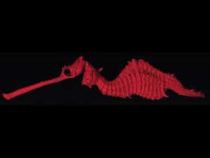 06_seadragon