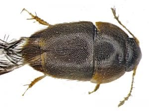 07_beetle