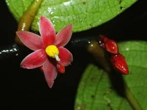 09_Flower