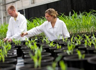 Antibiotics Persisting in Manure Leaching into Environment: Study