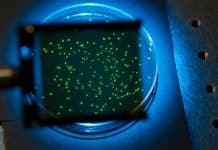 MSU researcher’s Tool developed for studying the Brain