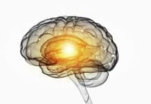 Confirmation of Zika’s Ability to Attack Brain Proved in Multiple Animal Models