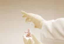 Scientist Celebrate the First IVF Human Embryos to Pass the 14-Day Rule