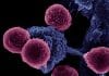 Researchers Release the Brake on the Immune System