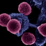 Researchers Release the Brake on the Immune System